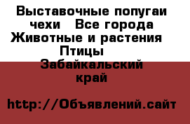 Выставочные попугаи чехи - Все города Животные и растения » Птицы   . Забайкальский край